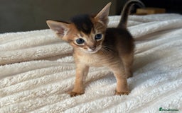 Abyssinian cats for sale: GCCF registered beautiful Abyssinian kittens  - Image 2