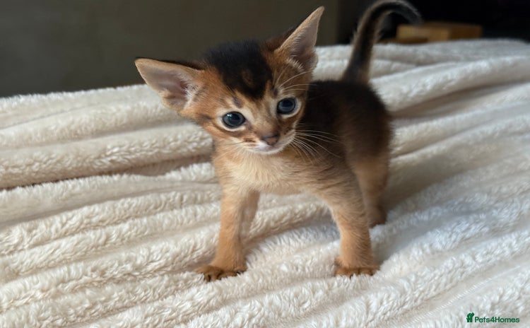 Abyssinian cats - Advert 3