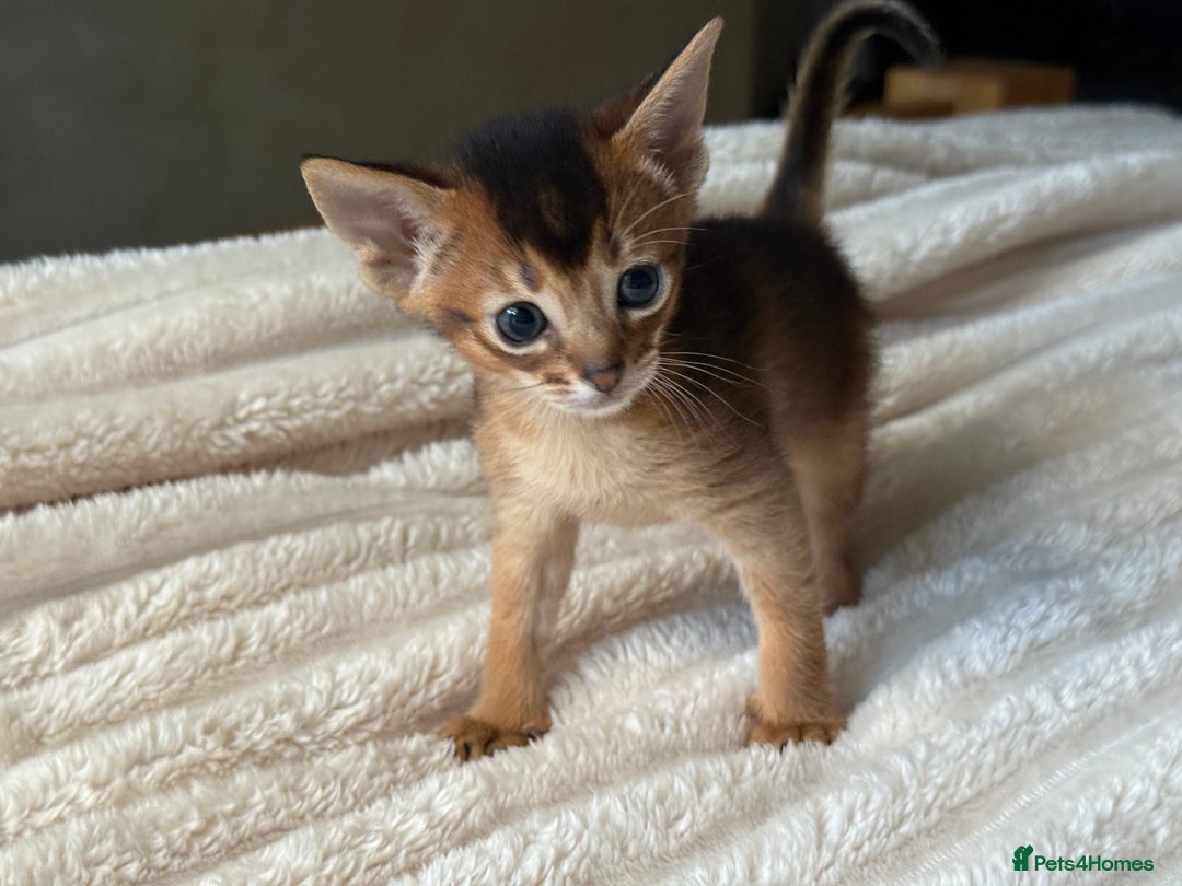 Abyssinian cats for sale: GCCF registered beautiful Abyssinian kittens  - Image 2