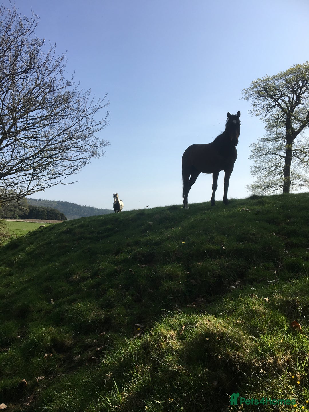 English Thoroughbred horses for sale: Lovely TB Gelding  - Advert 4