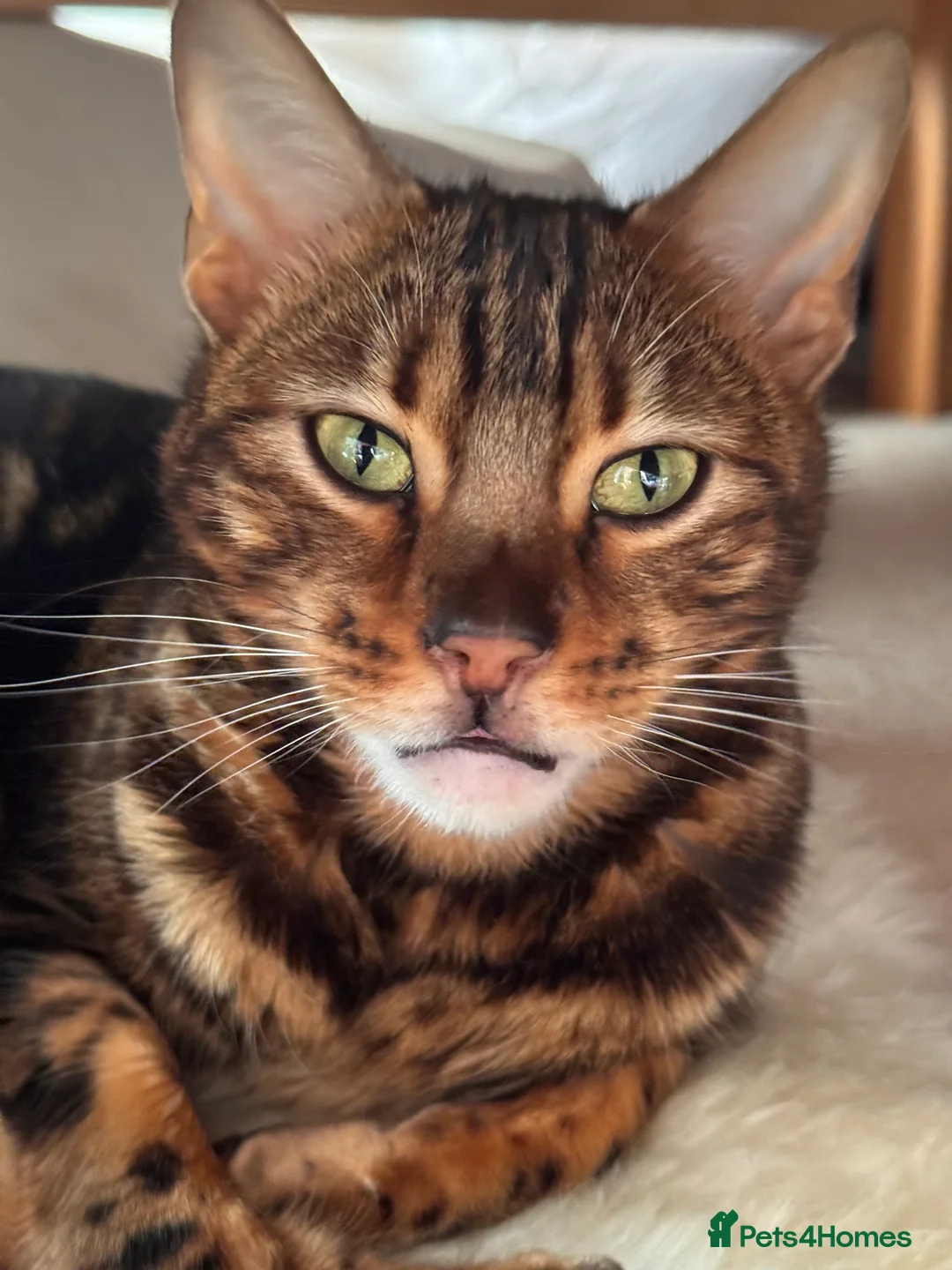 Bengal cats for sale: Beautiful Bengal Girl - Advert 3