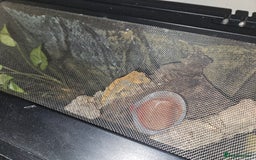 Gecko reptiles for sale: Crested gecko  - Image 2
