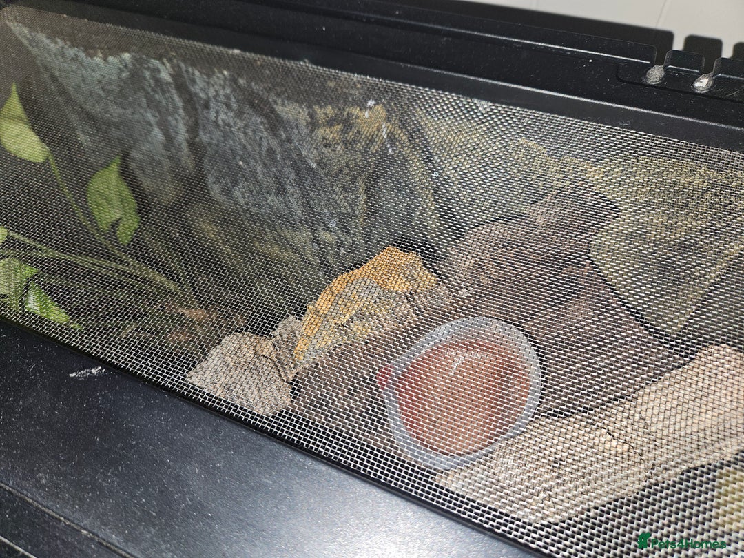 Gecko reptiles for sale: Crested gecko  - Image 2