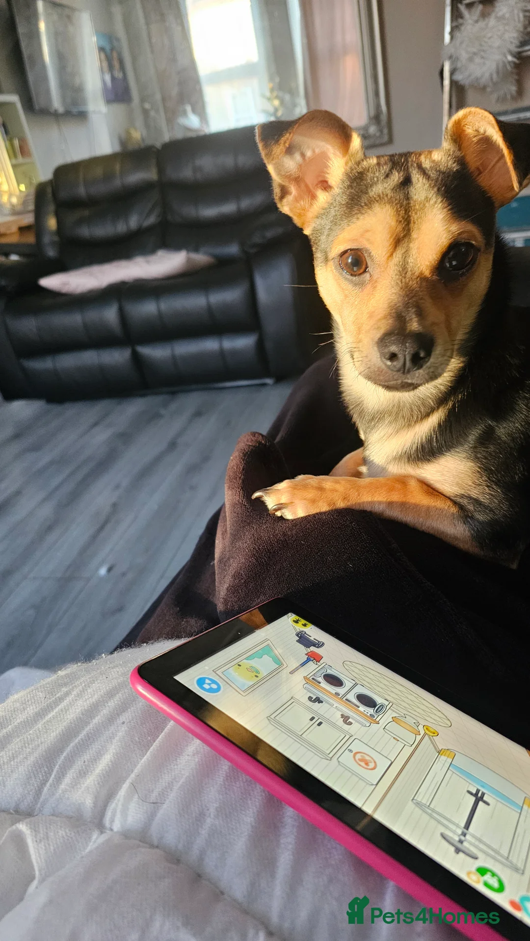 Mixed Breed dogs for sale: 7-Month-Old Jack Chi Puppy – Family Raised - Advert 2