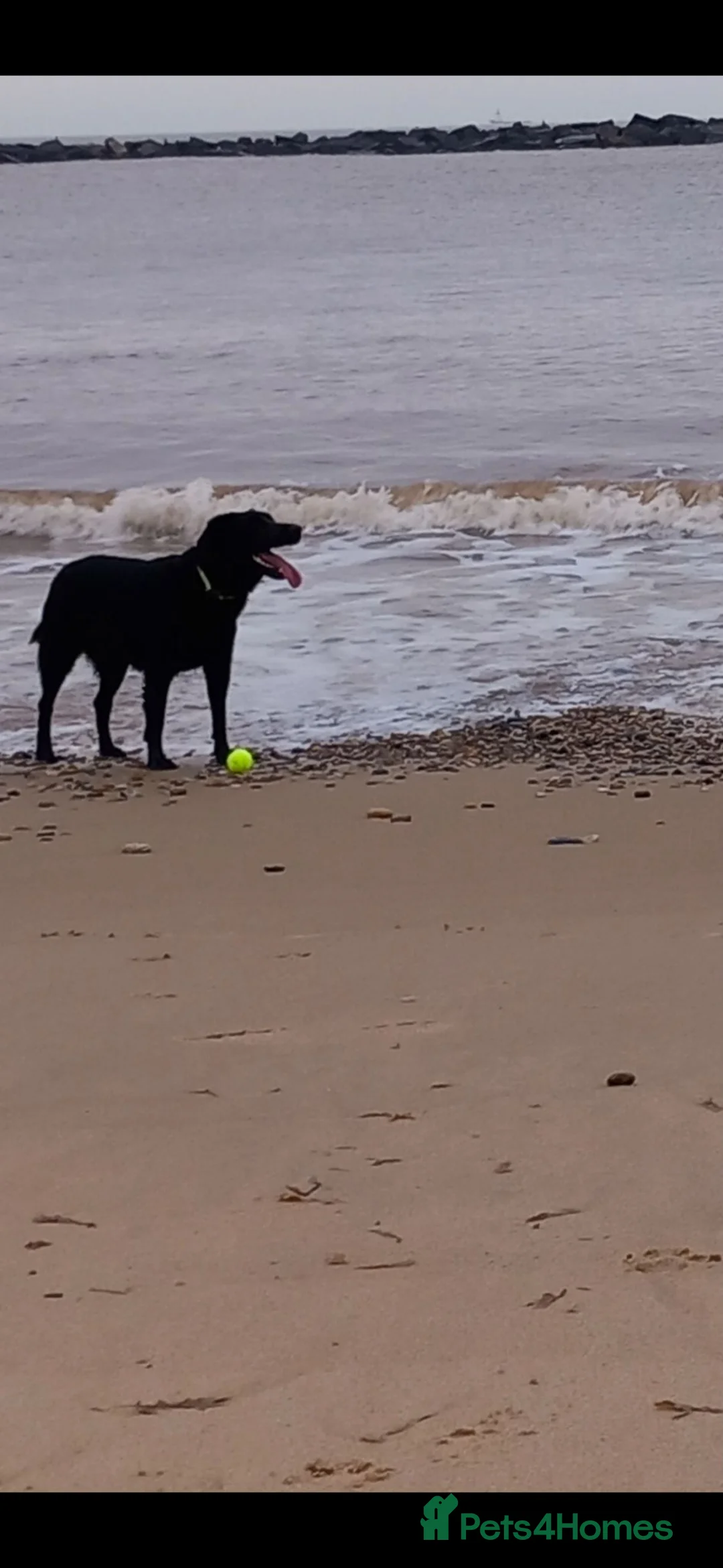 Mixed Breed dogs for sale: Lab x Australian shepherd. 4 yr old male- Kevin - Advert 1