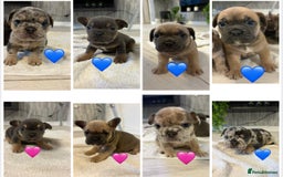 French Bulldog dogs for sale: French bulldogs  - Image 1