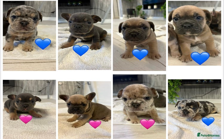 French Bulldog dogs - Advert 1