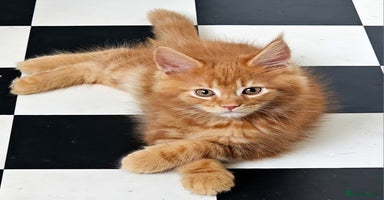 Maine Coon cats in Alfreton - Advert 5