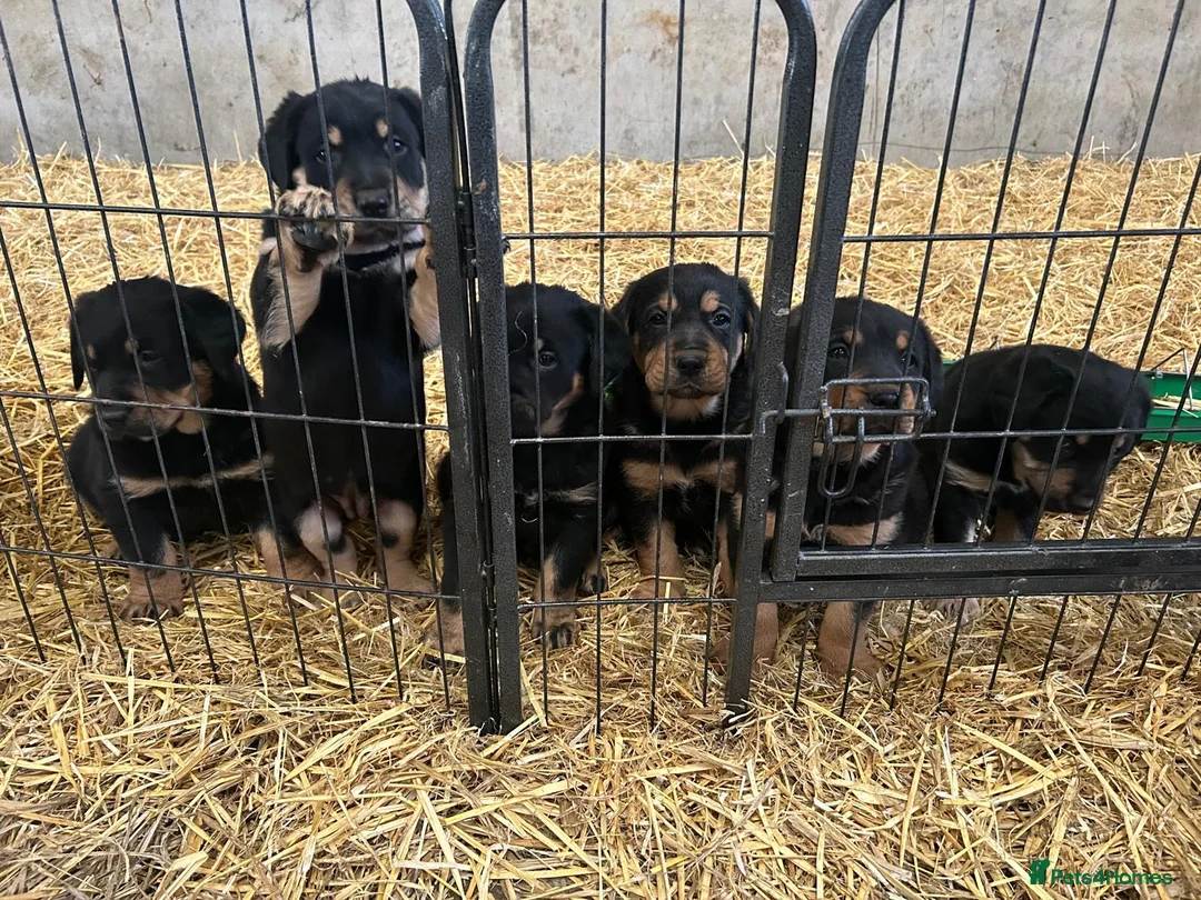 Mixed Breed dogs for sale: Adorable Golden Retriever x Huntaway puppies - Advert 1