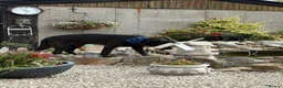 Mixed Breed dogs for adoption: 🚨‼️URGENT‼️🚨 Rey 🐾 in Hengoed - Advert 2