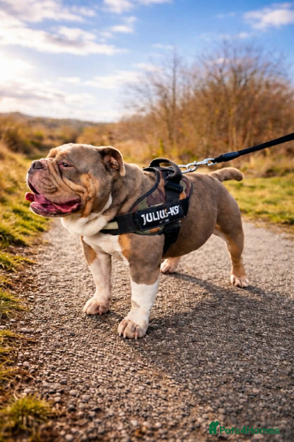 Olde English Bulldogge dogs PROVEN STUD - Floyd, Olde English Bulldogge - Advert 7