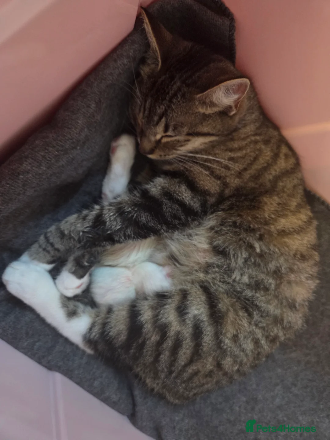 Mixed Breed cats for sale: 2 gorgeous white kittens - Advert 3