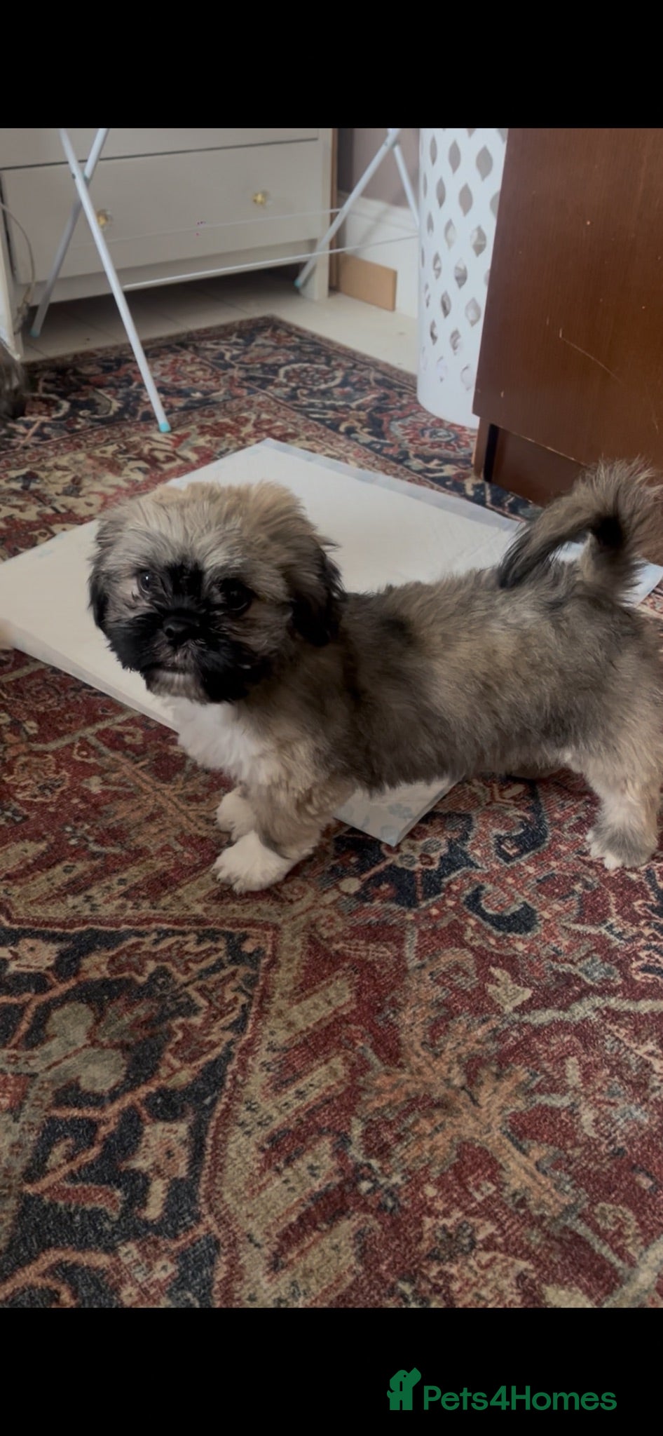 Shih Tzu dogs 12 week old Male shihtzu puppy - Advert 1