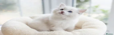 Ragdoll 6 - light blue