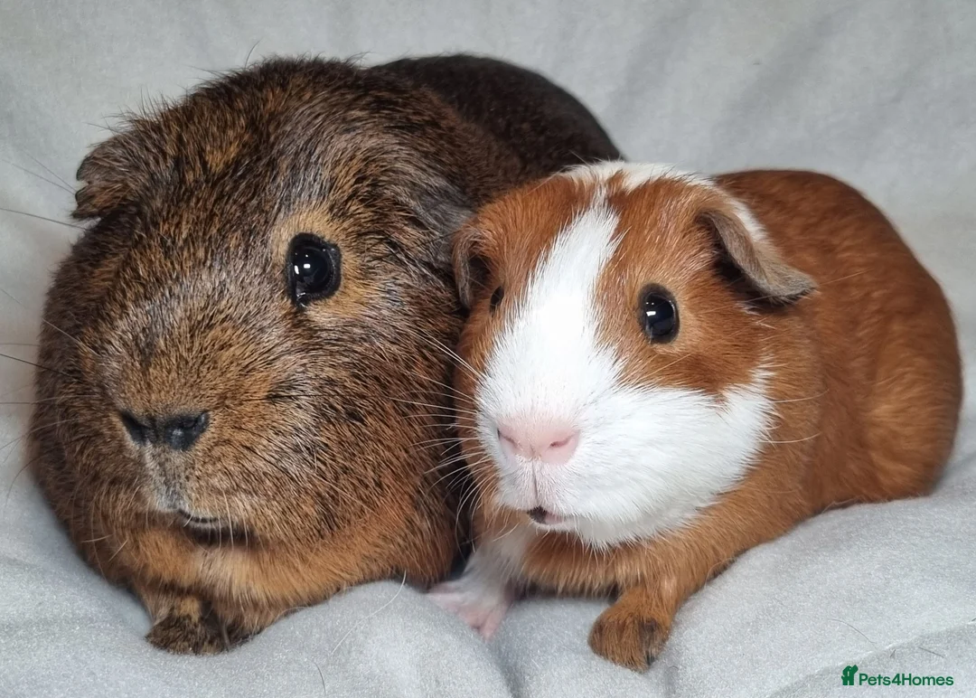Guinea Pig rodents for sale: Adoption - Bonded Pair Boar(Boy) Guinea Pigs - Advert 1