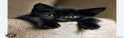 Mixed Breed cats for sale: 5 beautiful kittens for sale  - Advert 5