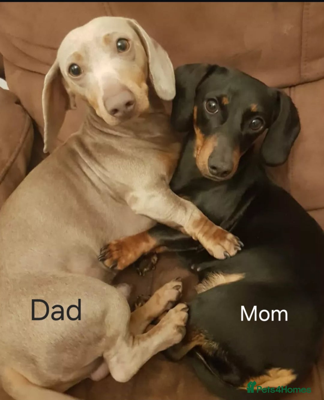 Miniature Dachshund dogs for sale: 🐾 Miniature Dachshund Puppies for Sale 🐾 - Advert 5