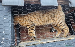 Bengal cats for sale: Beautiful Bengal Female -11 months old!  - Image 6