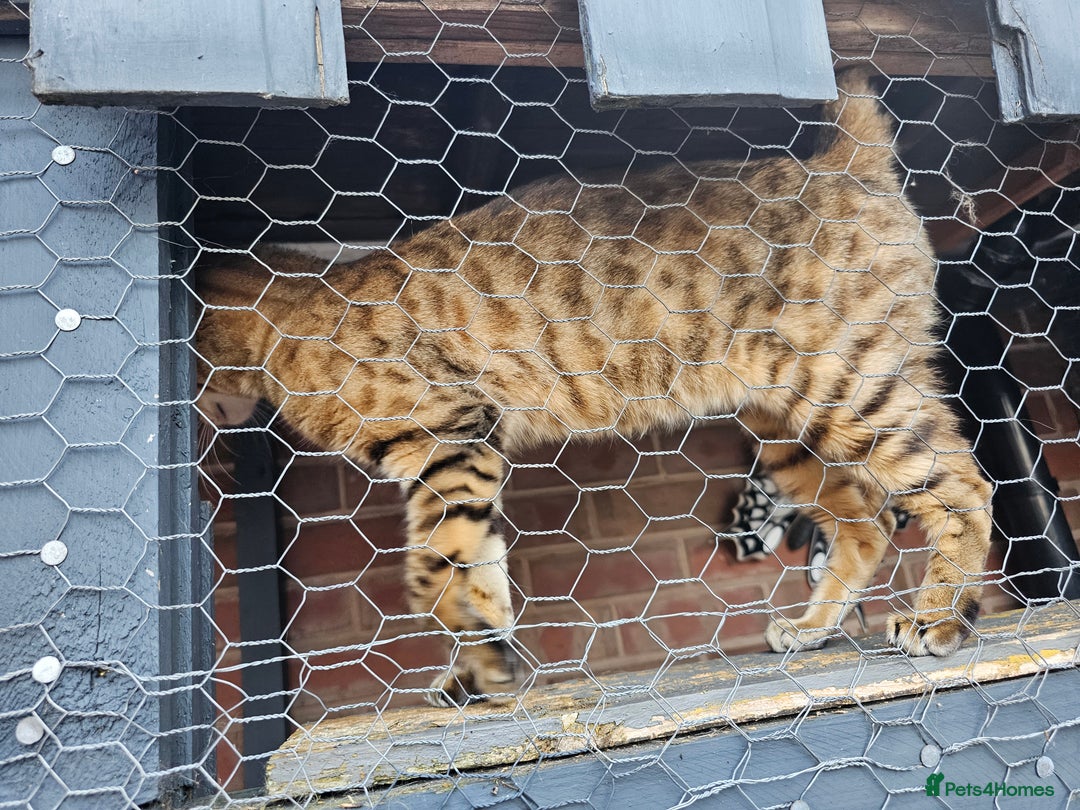 Bengal cats for sale: Beautiful Bengal Female -11 months old!  - Image 6