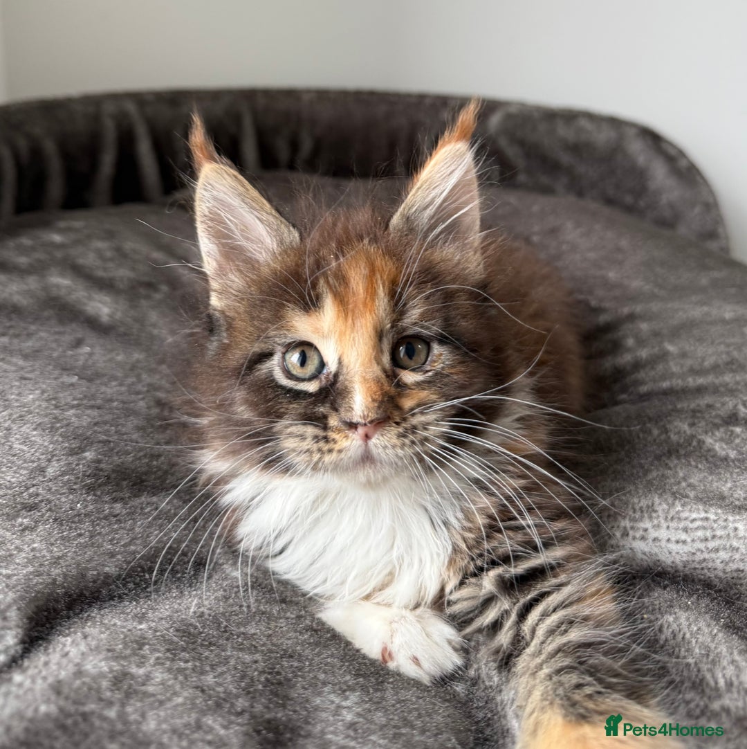 Maine Coon cats for sale: Last boy left💙 Photo update . - Image 4