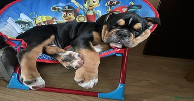 Old Tyme Bulldog dogs - Advert 4
