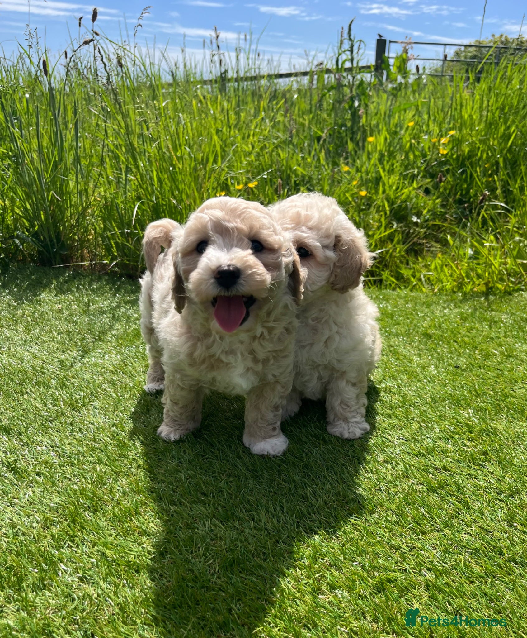 Poochon dogs Poochon Puppies F1  - Advert 2