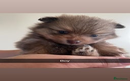 Pomeranian dogs for sale: Pomeranian puppy’s  - Image 5
