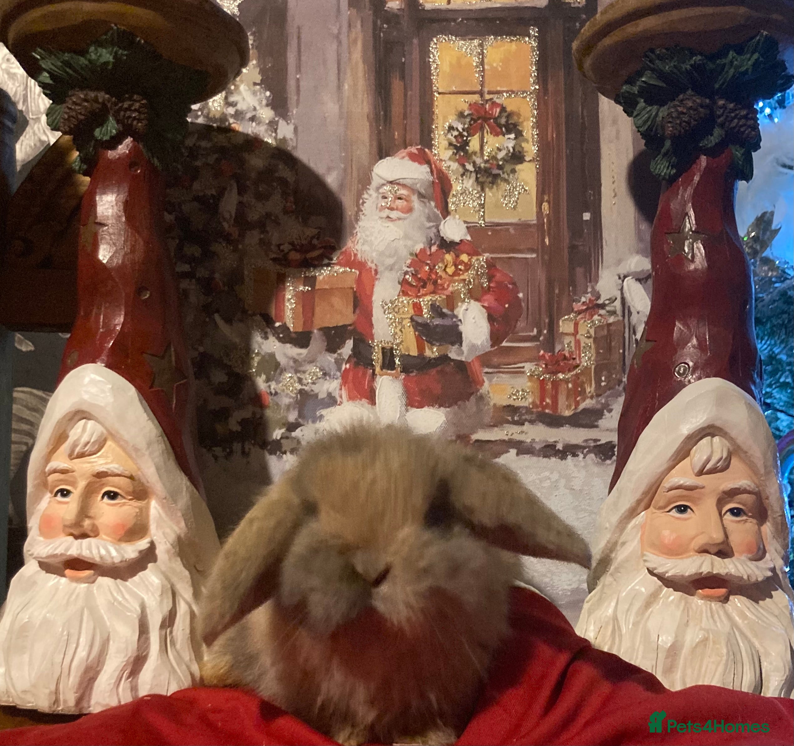 Mini Lop rabbits Stunning mini lop  - Advert 4