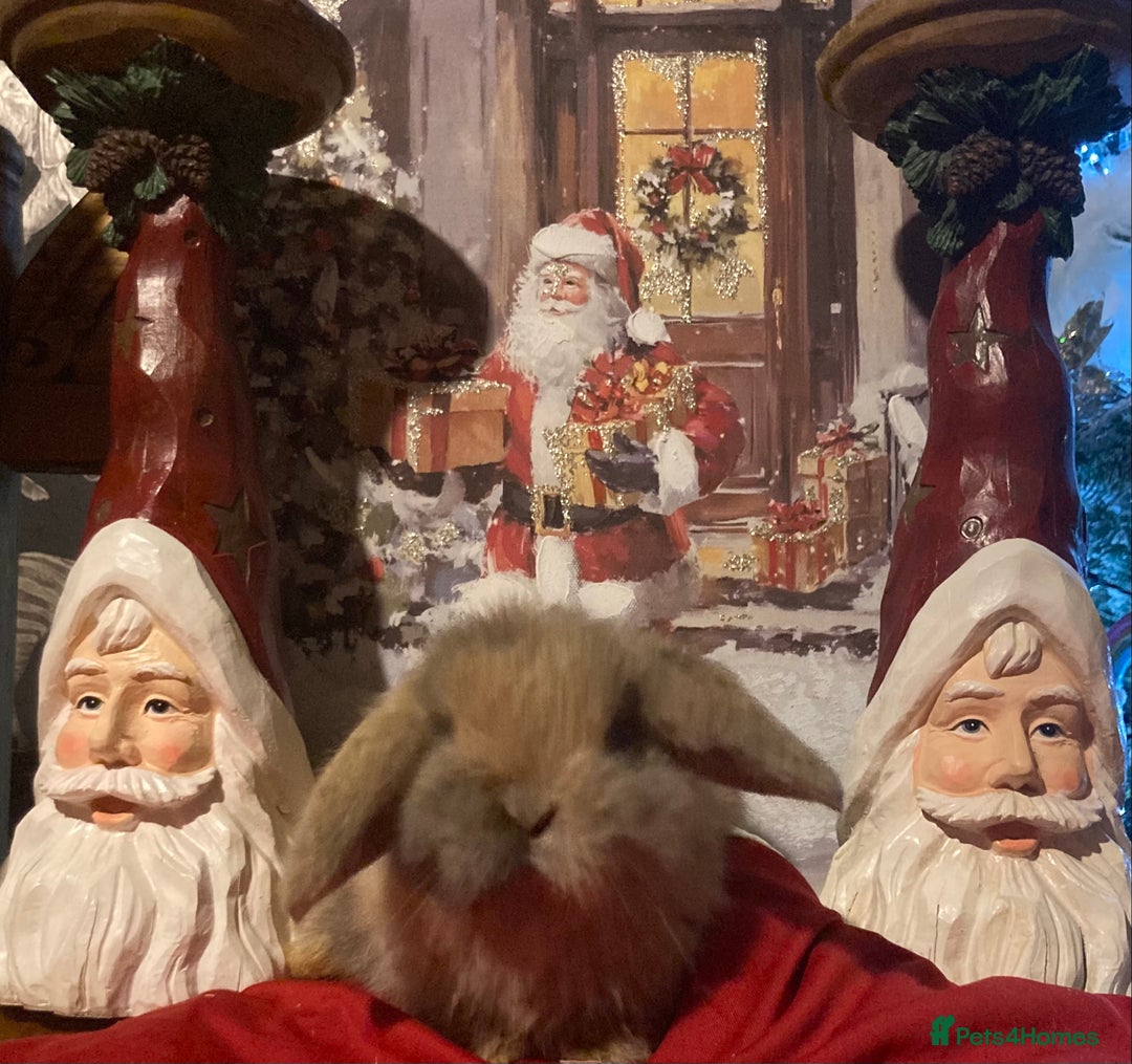 Mini Lop rabbits for sale: Stunning mini lop  - Advert 1