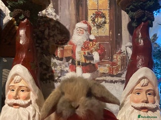 Mini Lop rabbits Stunning mini lop - Advert 2