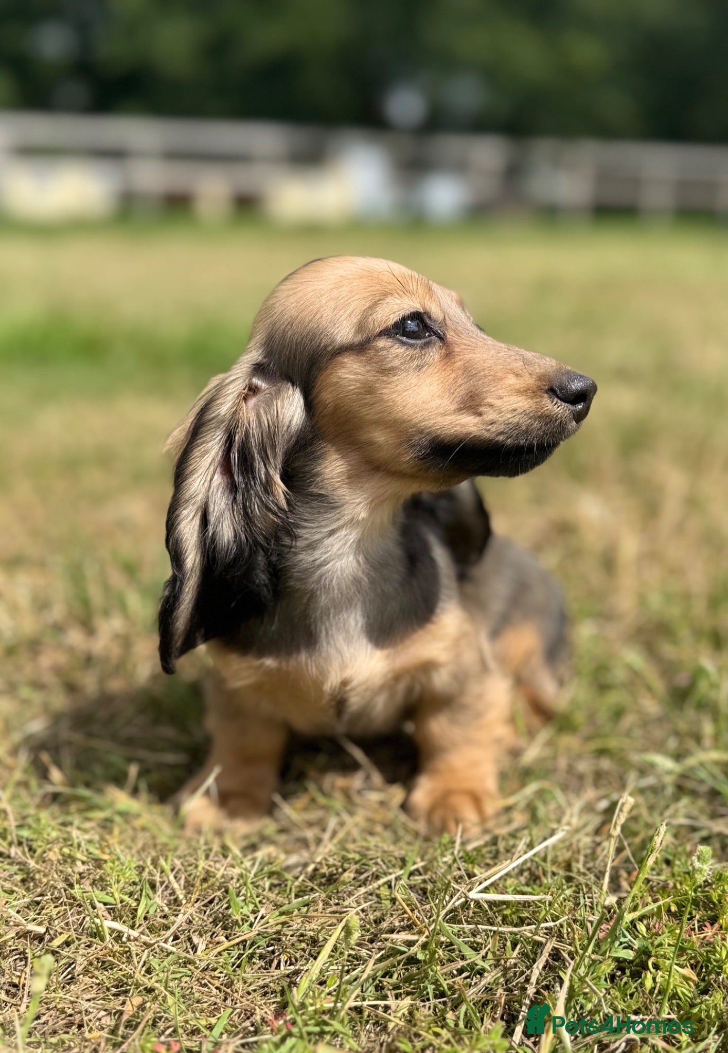 Miniature Dachshund dogs KC Registered Miniature Dachshunds at Westfena  - Advert 2