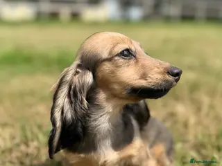 Miniature Dachshund dogs KC Registered Miniature Dachshunds at Westfena - Advert 2