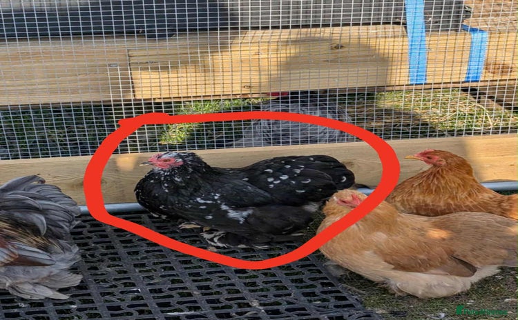 Chickens poultry - Advert 4