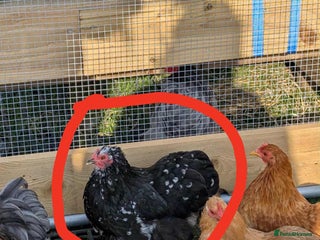 Chickens poultry - Advert 1