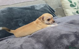 Chihuahua dogs for sale: Chihuahua pedigree pups. Not KC. - Image 33