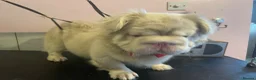 French Bulldog dogs for stud: Quality fluffy French Bulldog for stud  - Advert 4