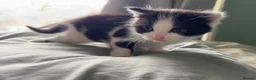 Mixed Breed cats for sale: Five gorgeous kittens for sale  - Advert 3