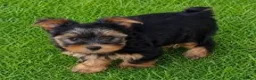 Yorkshire Terrier dogs for sale: Yorkshire Terrier  in Rainham - Advert 2