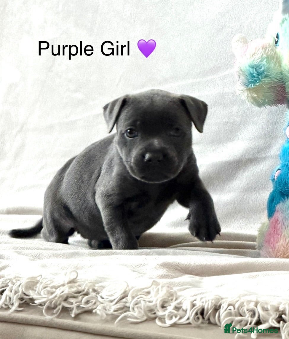 Staffordshire Bull Terrier dogs KC REG BLUE KING FURY  - Advert 2