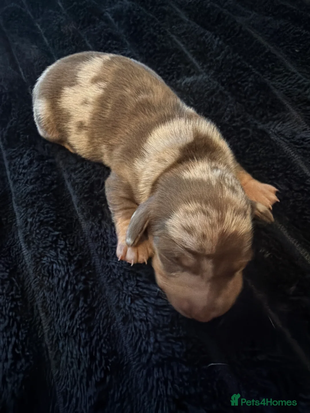 Miniature Dachshund dogs for sale: Gorgeous Dapple Mini Dachshund Puppies Boys&Girls - Advert 7