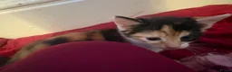 Mixed Breed cats for sale: Kittens for sale  in Bradford - Advert 2