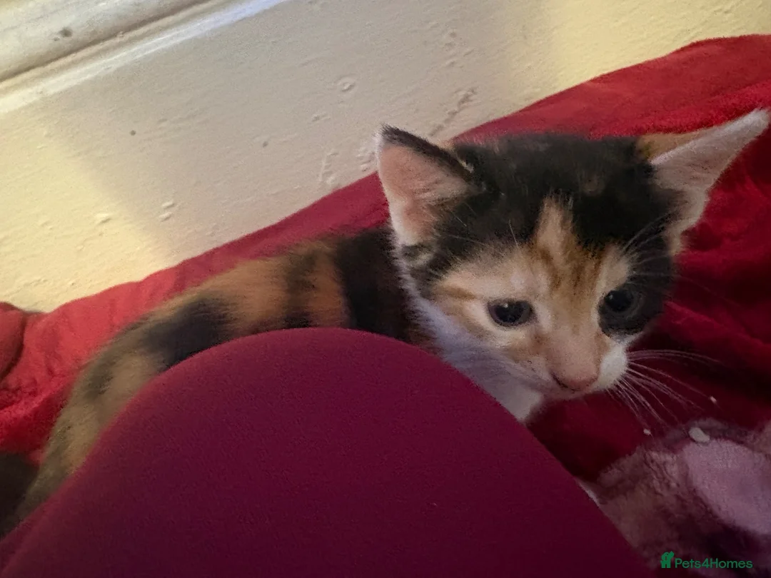 Mixed Breed cats for sale: Kittens for sale  in Bradford - Advert 2