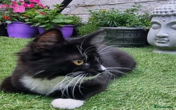 British Longhair cats for sale: ******. 2 female KITTENS.  - Image 18