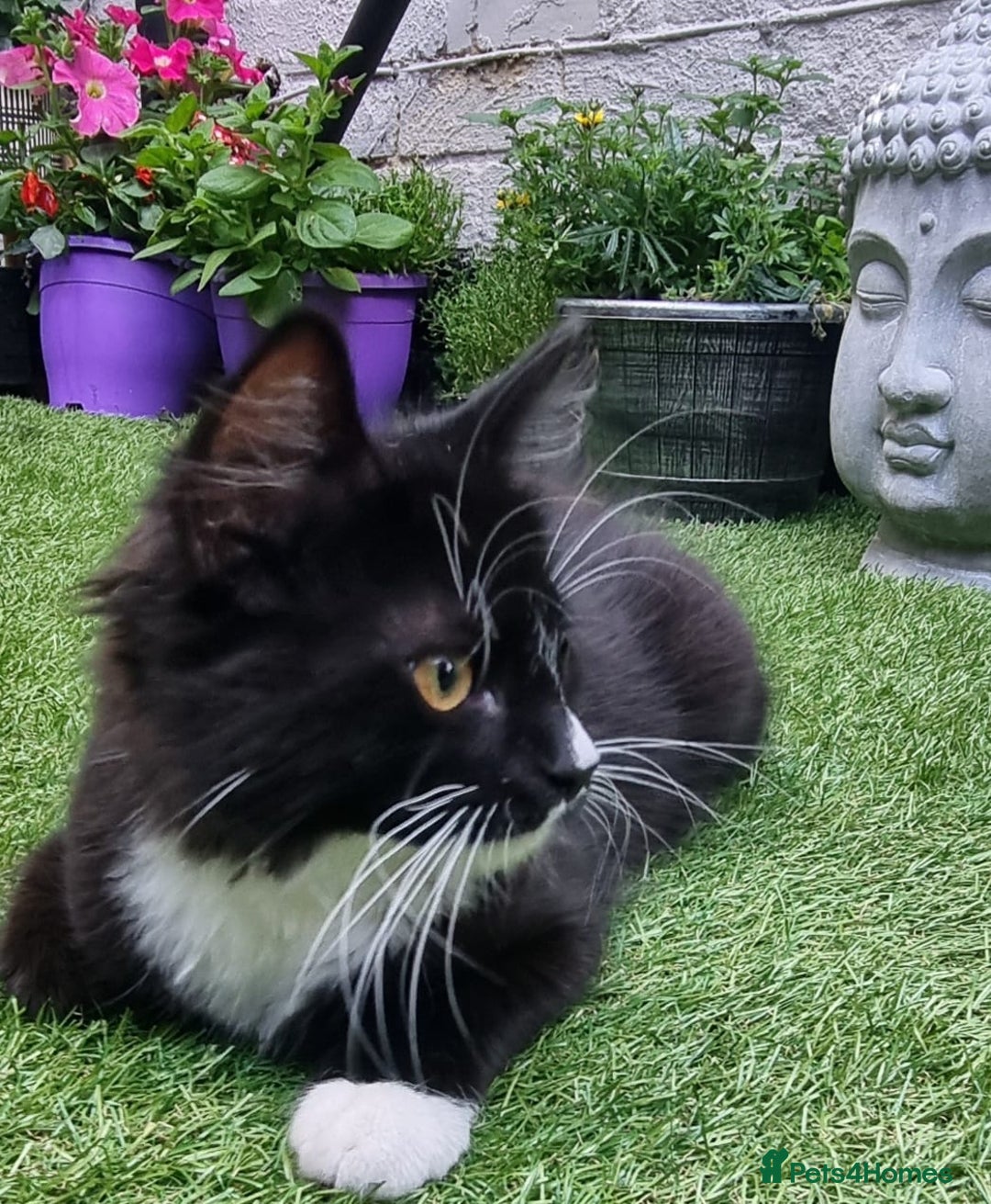 British Longhair cats for sale: ******. 2 female KITTENS.  - Image 18