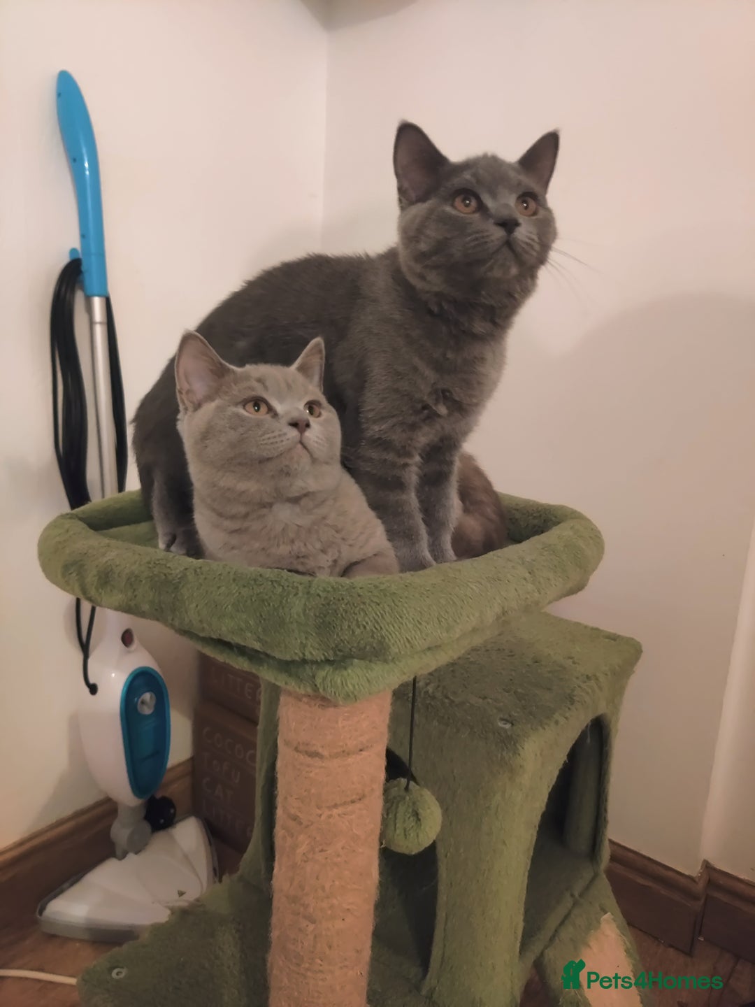 Scottish Fold cats for sale: Scottish straight boys for sale  - Advert 7