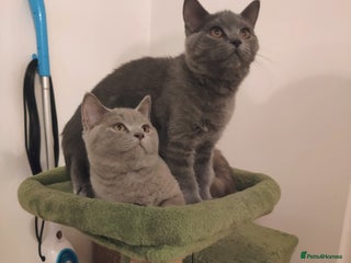 Scottish Fold cats Scottish straight boys for sale - Advert 1