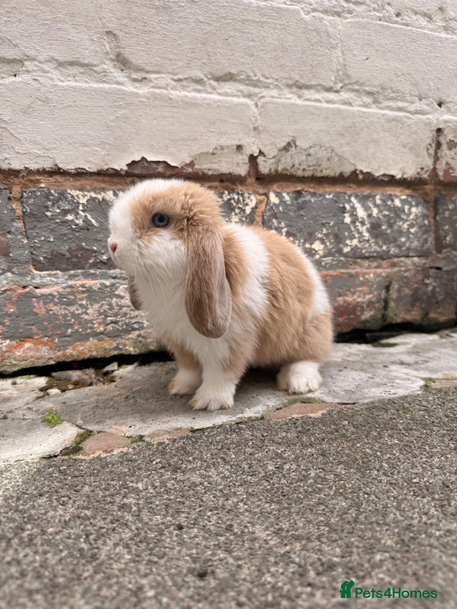 Mini Lion Lop rabbits Mini lion lop - Advert 1