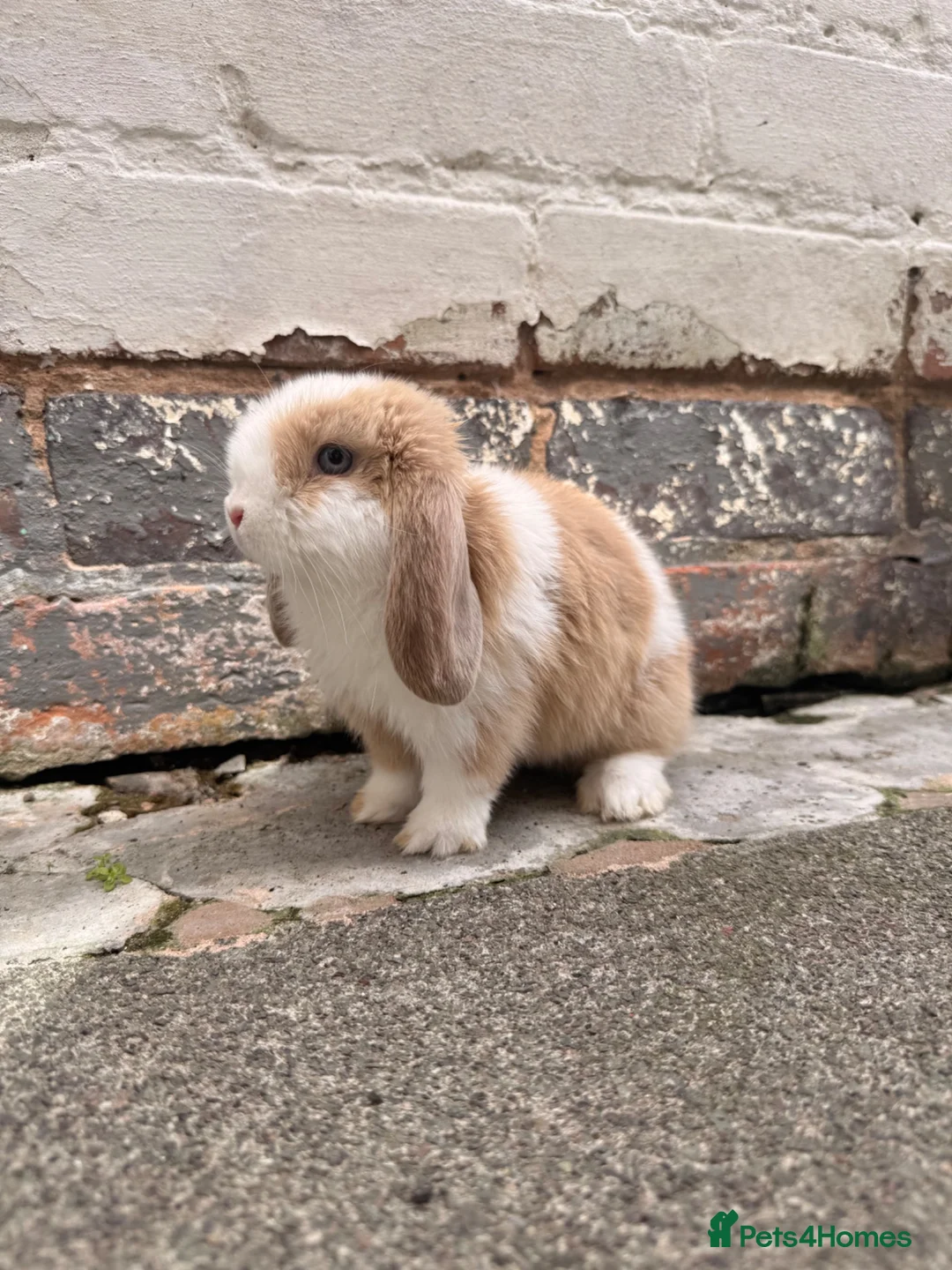 Mini Lion Lop rabbits for sale: Mini lion lop in Leicester - Advert 1