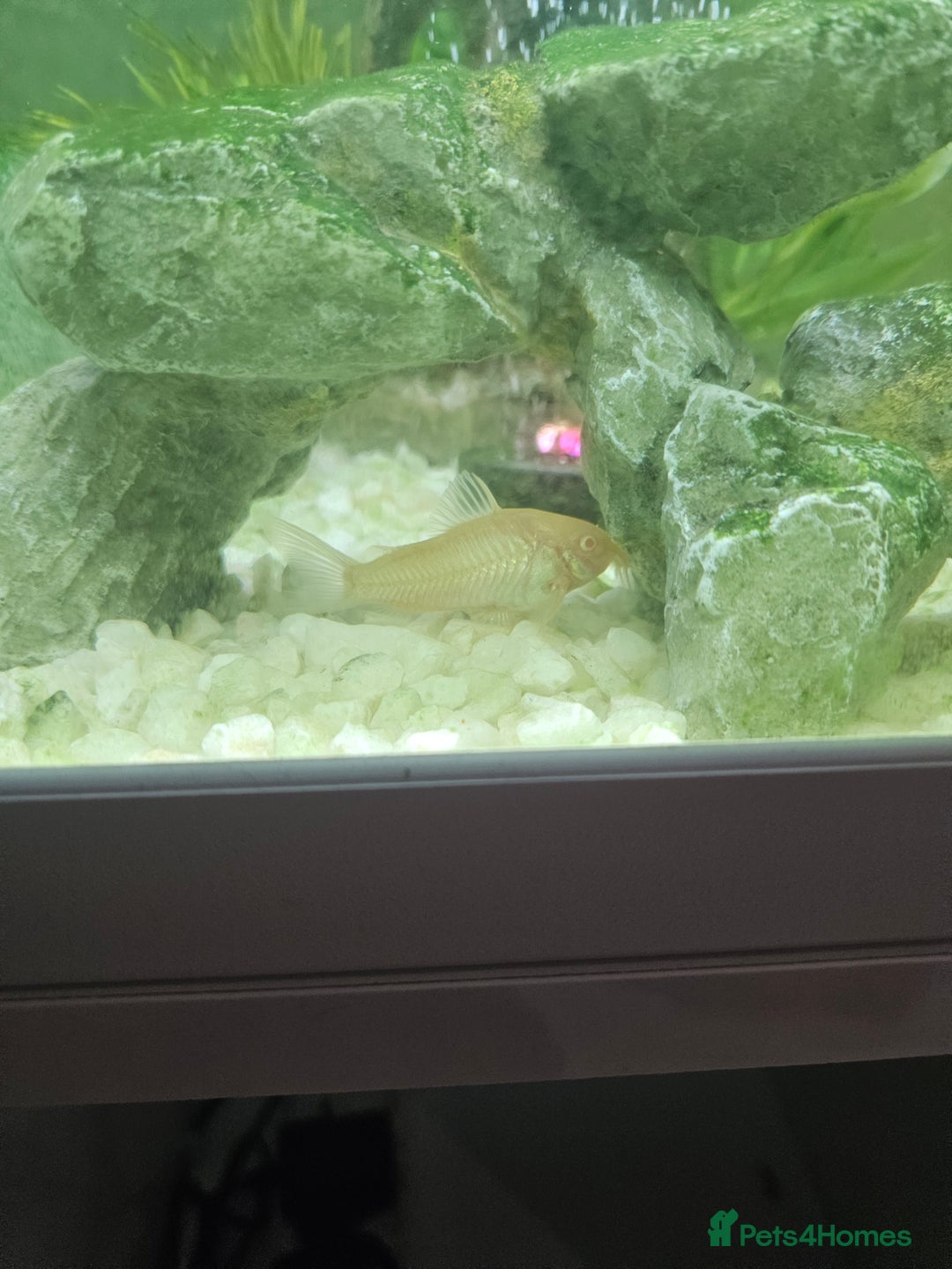 Other/Mixed Breed fish for sale: Fish, Frogs and Tank for sale  - Advert 7