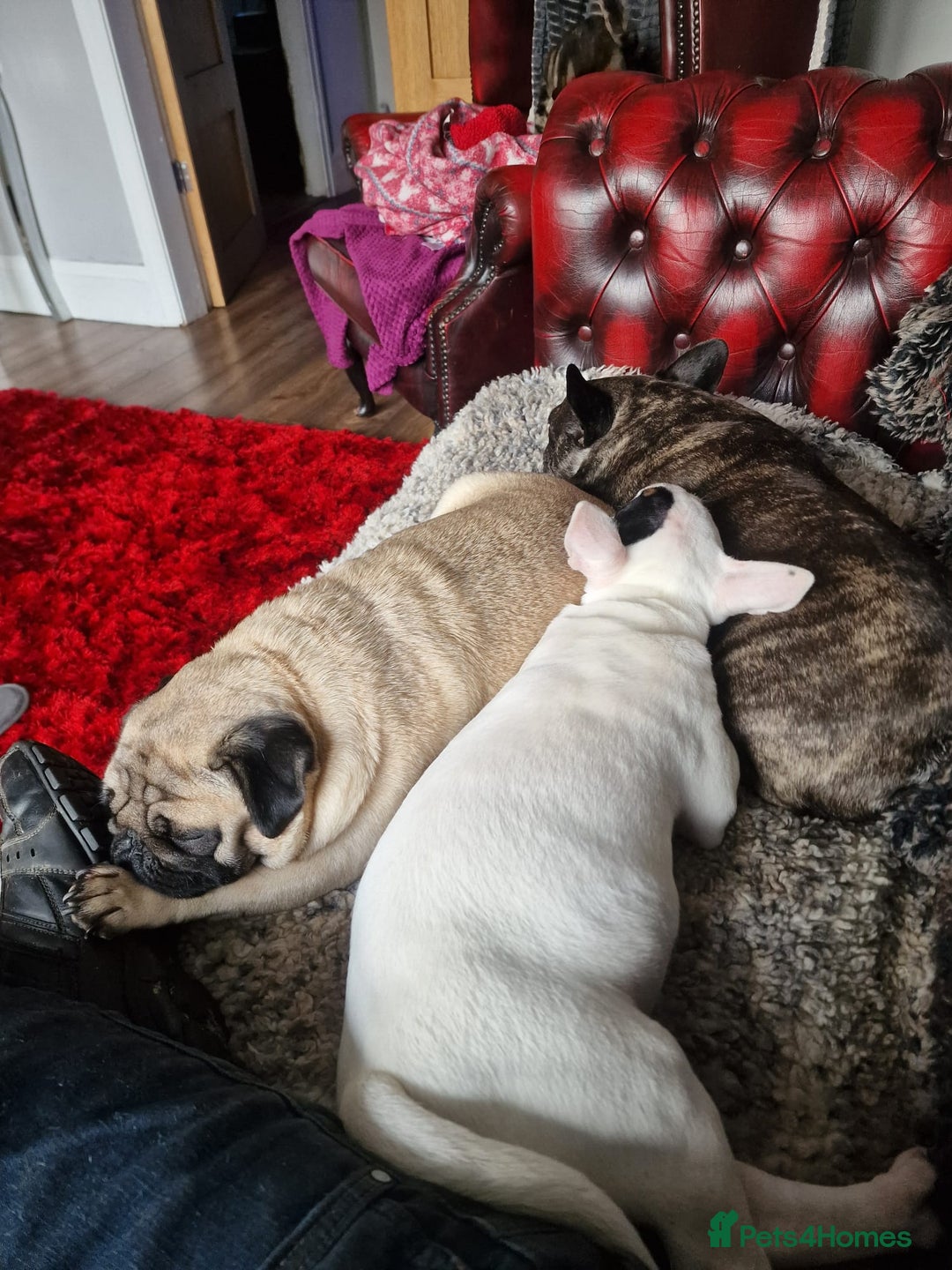 English Bull Terrier dogs for sale: English bull terrier bitch pup - Advert 2